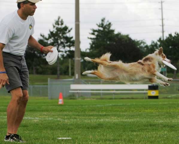 Gracie Lou's Flying Disc Dog action shots.