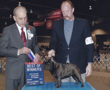 AKC French Bulldog Breeders