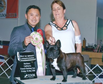 French Bulldog Breeders