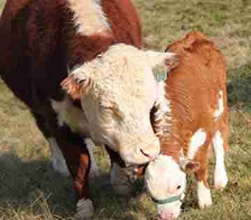 Miniature Poled Hereford Cattle
