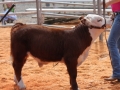 cowlitzfair 047.JPG