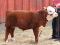 cowlitzfair 068.JPG