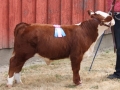 cowlitzfair 078.JPG