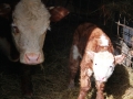 BBpups-calfs 003.JPG
