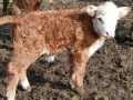 BBpups-calfs 009.JPG