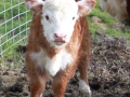 BBpups-calfs 013.JPG