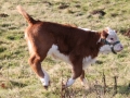 cows1 088.JPG