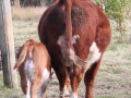 cows1 154.JPG