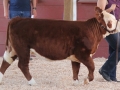 clarkcow 015.JPG