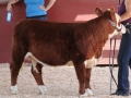 clarkcow 016.JPG