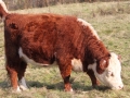 cows1 072.JPG