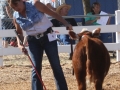 Allencows 001.JPG