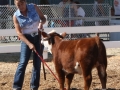 Allencows 055.JPG