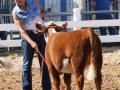 Allencows 069.JPG