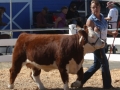 Allencows 113.JPG