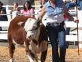 Allencows 115.JPG