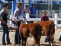 Allencows 129.JPG