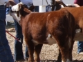 Allencows 130.JPG