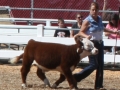 Allencows 134.JPG