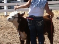 Allencows 135.JPG