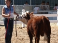 Allencows 145.JPG