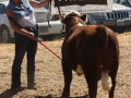 Allencows 147.JPG