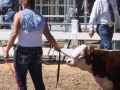 Allencows 157.JPG
