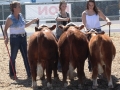 Allencows 164.JPG