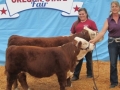 sale-fair 135.JPG