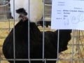 aprl22chick 034.jpg