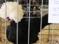 aprl22chick 039.jpg