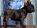 IMG_0757 Show /Breeding Quality, female pup