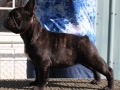 IMG_0764 Show /Breeding Quality, female pup