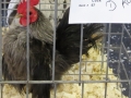 aprl22chick 043.jpg