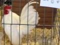 aprl22chick 065.jpg