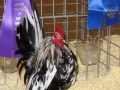 chicshow22 020.JPG