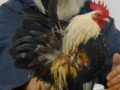 serama416.jpg