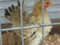 seromachehalis 055.JPG