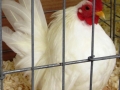 aprl22chick 030.jpg