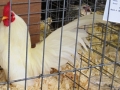 aprl22chick 031.jpg