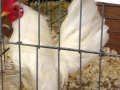 aprl22chick 032.jpg
