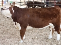 Allencows 268.JPG