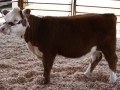 Allencows 283.JPG