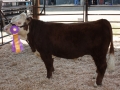 Allencows 286.JPG