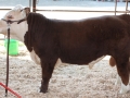 Allencows 289.JPG