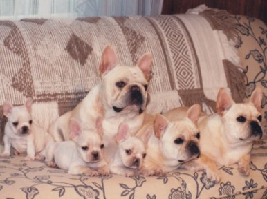 French Bulldog Breeders