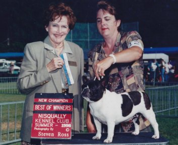 AKCFrench Bulldog Breeders