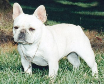 French Bulldog Breeders