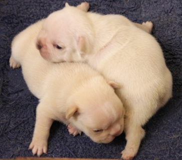 French Bulldog Breeders