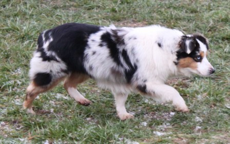 Mini Aussies Girls